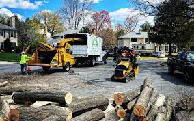 Best Tree and Shrub Care  in La Villa, TX