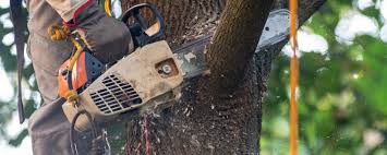 Best Hazardous Tree Removal  in La Villa, TX