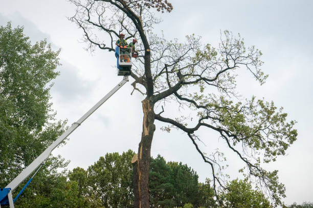 Best Root Management and Removal  in La Villa, TX