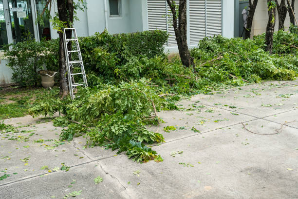 Best Seasonal Cleanup (Spring/Fall)  in La Villa, TX