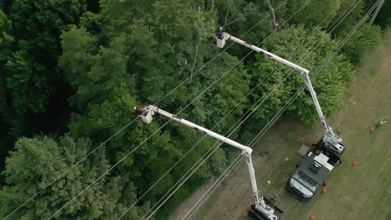 How Our Tree Care Process Works  in  La Villa, TX