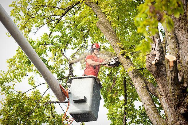 Best Storm Damage Tree Cleanup  in La Villa, TX